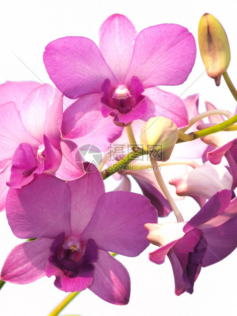 白色背景上的粉红色紫石斛兰花图片