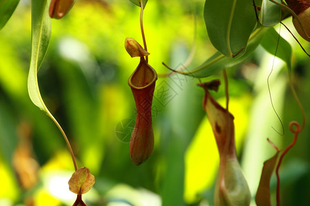 热带食虫植物Nepent图片