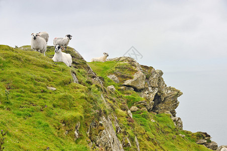卡里根角山上的爱尔兰羊图片