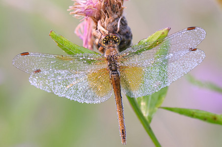 蜻蜓在草叶上的露水图片