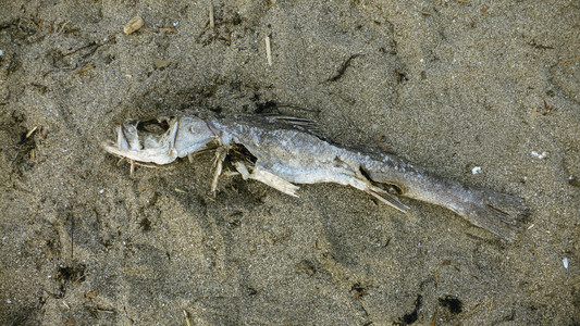 在海边的死鱼特写镜头图片