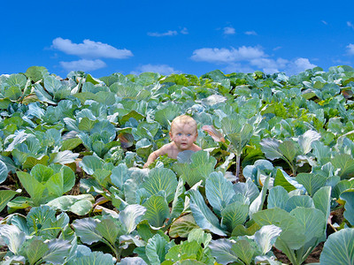 在卷心菜中发现图片