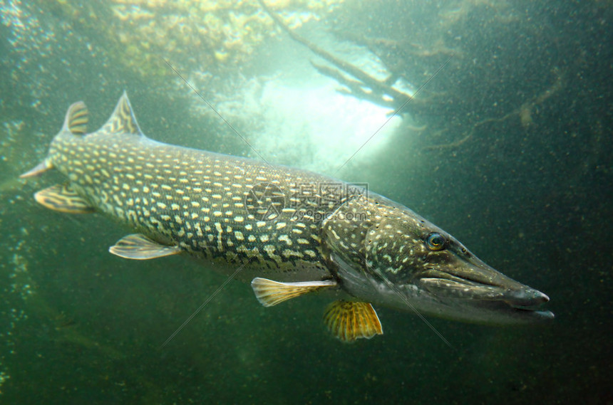 esox-504729882