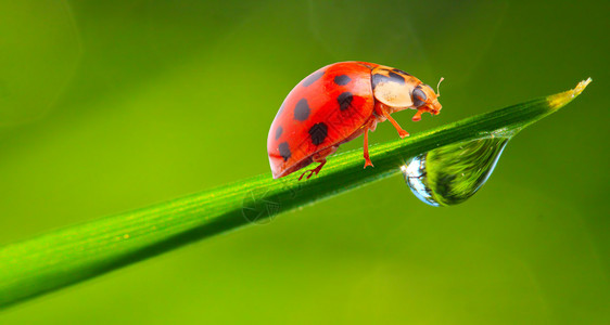 露天草地上的Ladybug和浅薄的D图片