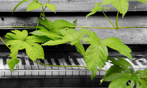 钢琴和自然图片