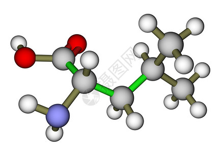 必需氨基酸亮氨酸分子结构图片