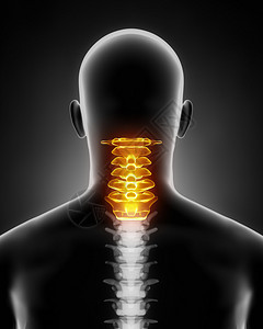 颈椎解剖后视图图片