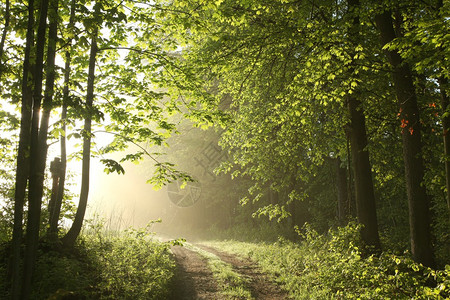 在雾蒙的早晨穿过春天森林的乡间小路图片