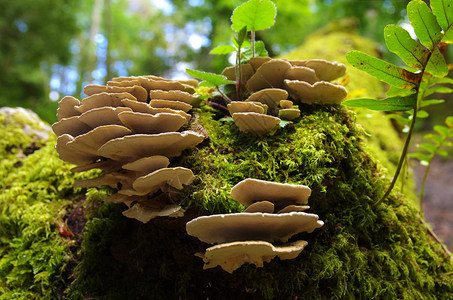 树干在森林里有新鲜的苔藓和真菌图片