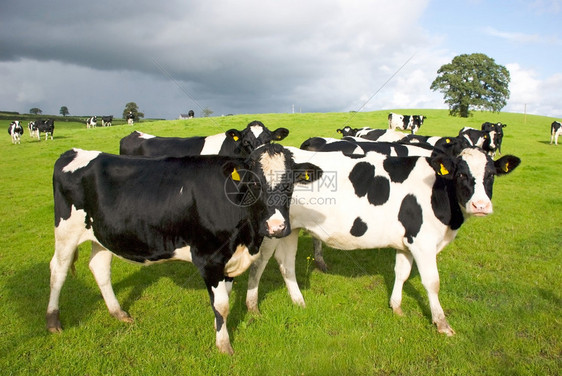 牧场里的一群奶牛威尔特郡英格兰图片