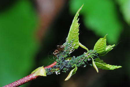 在春天的斜视中许多虫子和蚂蚁图片