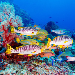 印度尼西亚巴厘热带珊瑚礁附近有甜lippes鱼类的下水风图片