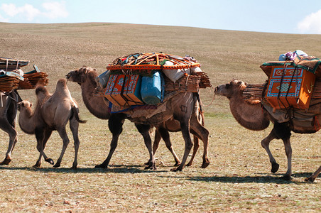骆驼车队将拆除的蒙古游牧民族帐篷图片