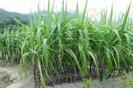 甘蔗绿植物图片