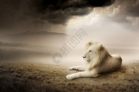 下的白狮照片图片