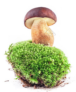 以白色背景孤立的森林景象中的苔上布列特斯蘑菇Xerocomusbadius图片