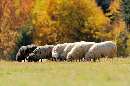 秋季田野上的羊群图片