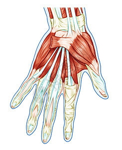 肌肉系统解剖手掌肌肉肌腱韧带图片