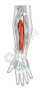 肌肉系统解剖手前臂手掌肌肉肌腱韧带图片
