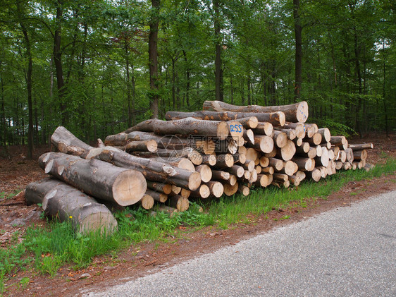 路边新砍伐的木材图片