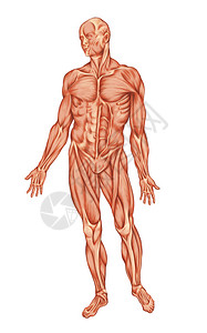 人体肌肉系统解剖前视图ecorchee图片