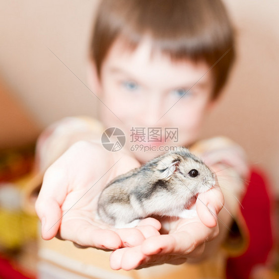 小男孩在手掌上展示仓鼠图片