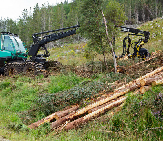 采伐业务中使用长至短伐木作业的重型林图片