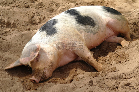 睡觉在沙子的肮脏的猪图片