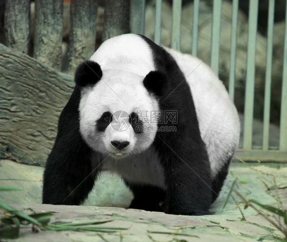 大熊猫走路微笑图片