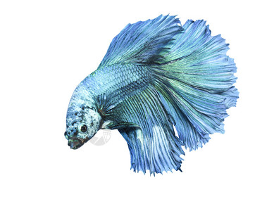 暹罗斗鱼高清betta白底鱼背景