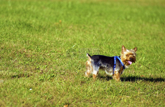 草坪上的狗澳大利亚丝绸泰瑞图片