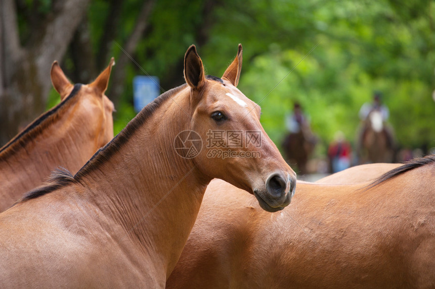 圣安东尼奥马刺新赛季战绩走势分析与季后赛前景预测