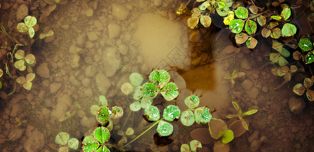 水中植物的图像图片