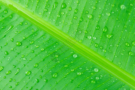 绿色香蕉叶纹理上的水滴图片