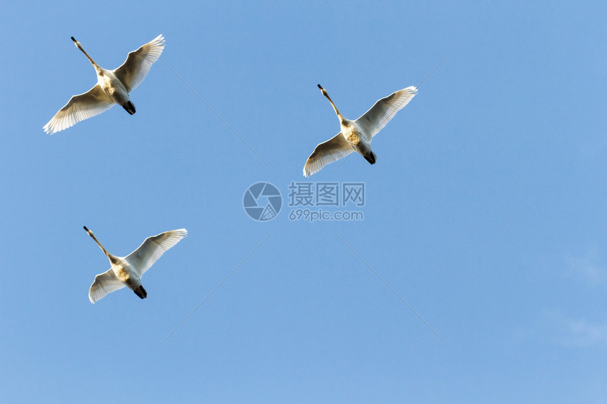 许多鸟类在天上飞高清图片下载-正版图片504742761-摄图网