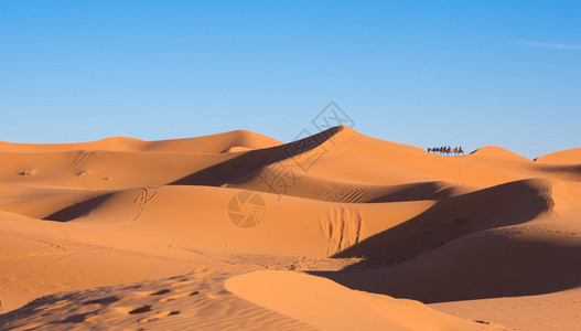 沙漠中骆驼大篷图片