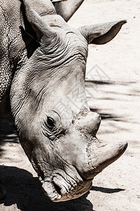 南非黑犀牛Hokekedlipped的肖像Dicerosbicornis南非人类发展图片