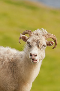 一只长角的白色大羊背景图片