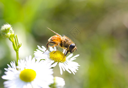 花上的蜜蜂收集花粉图片