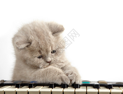 猫和钢琴图片