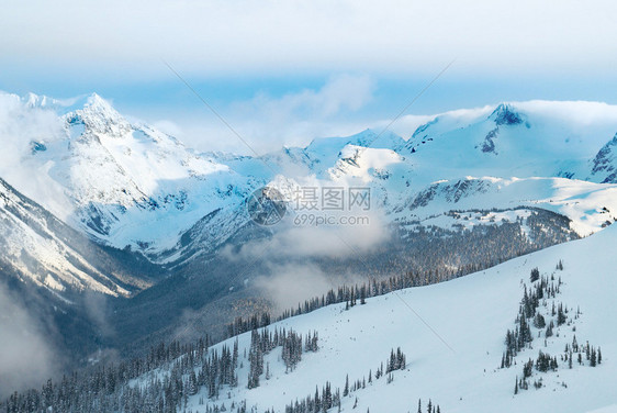 山中的冬季冷杉树覆盖着新鲜的雪图片