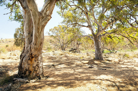 古老的澳大利亚外背灌木风景在干河床上有巨图片