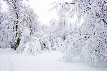 白雪从安大略哈利伯顿的一条小径上图片