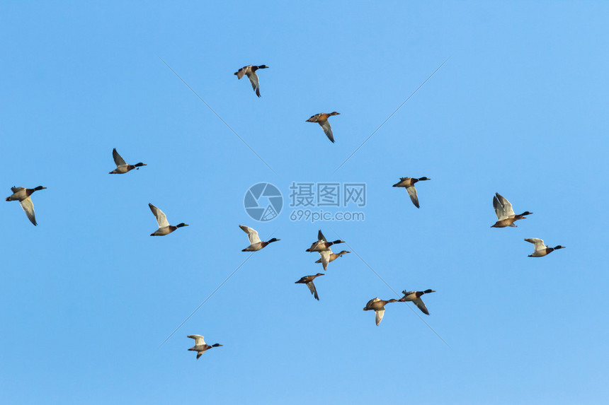 许多鸟类在天上飞高清图片下载-正版图片504745905-摄图网