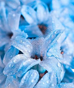带水滴作为壁纸或背景的水滴的Hyacin图片