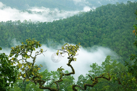 清晨雾中的雨林景观图片