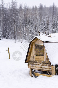 在一个小农场的雪地里的鸡舍背景图片