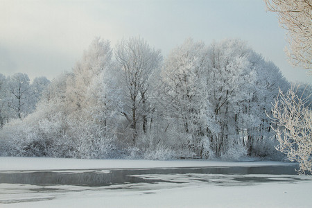 在河的冬天日出雪下的树木图片