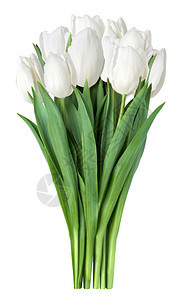 白色背景上孤立的花瓶中的白图片