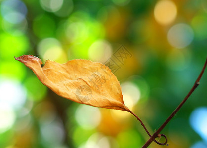 秋叶在树上图片